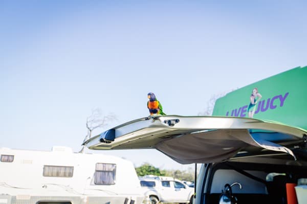 JUCY BLOG 5 bird-campervan-rental-campsite