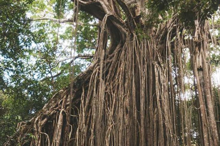 11 highlights from a road trip in tropical north queensland 2 Large tree at Daintree Rainforest in Queensland