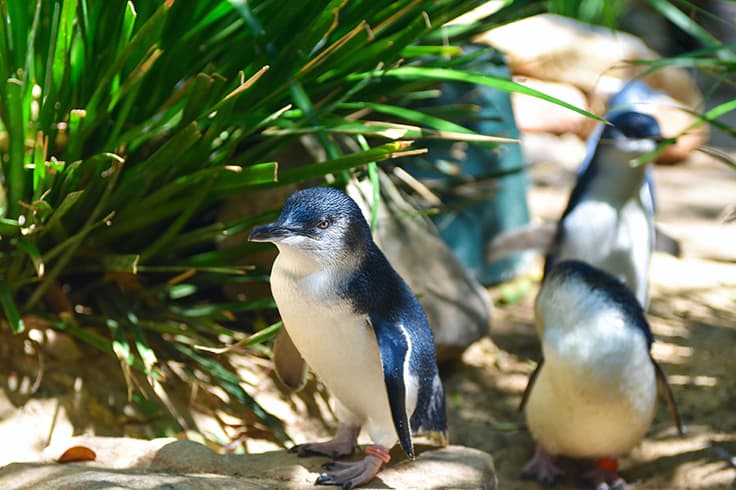 Victorias best wildlife hotspots 1